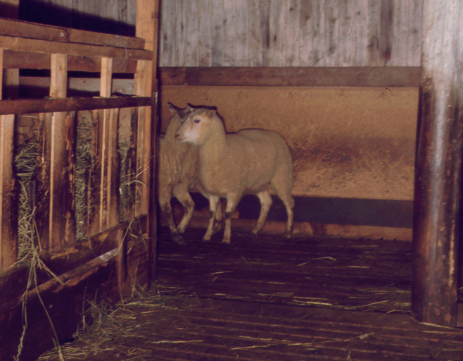 fåren på spaltgolv runt om hötorken 1968