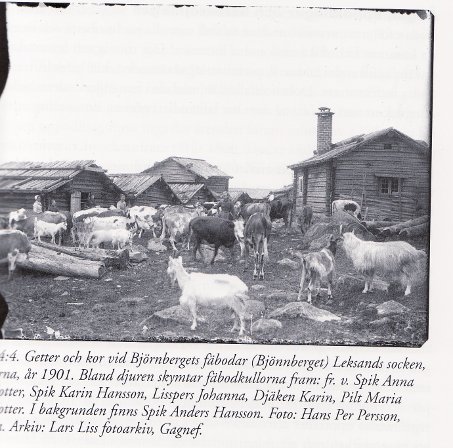 Fäbod Dalarna år 1901