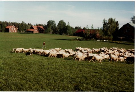 Hemåt till sortering-slakt