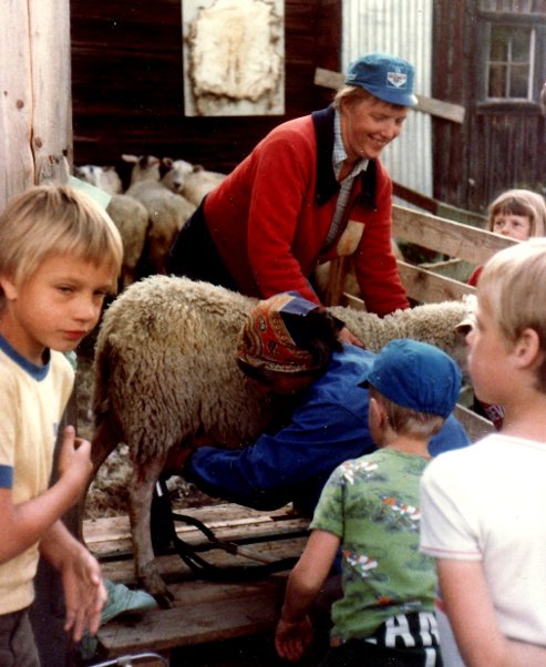 Fårmjölkning hos Hedlinds