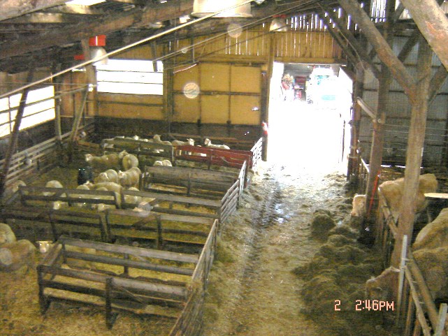 Kor i fårhuset